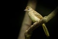 Streak-eared Bulbul