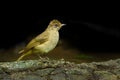 Streak-eared Bulbul