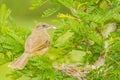 Streak-eared Bulbul (Pynonotus blanfordi )