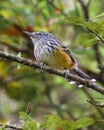 Streak-headed Antbird perched on a tree Royalty Free Stock Photo