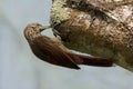Streak-headed Woodcreeper, Lepidocolaptes souleyetii, on tree Royalty Free Stock Photo
