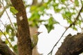 Streak throated Woodpecker or Picus xanthopygaeus bird closeup perched on tree trunk in natural green at pilibhit national park