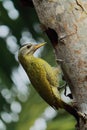 Streak-throated woodpecker picus xanthopygaeus trying to build a nest in sundarbans region, west bengal in india