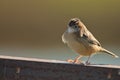 A Streaked Fan-tailed Warbler on a fence