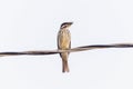 Streaked Flycatcher (Myiodynastes maculatus) with a Tropical House Gecko (Hemidactylus mabouia) in Brazil Royalty Free Stock Photo