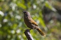 Streaked Laughing Thrush from Mukteshwar, Uttarakhand, India