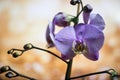 Streaked orchid flowers. Beautiful orchid flowers. orchids, purple. Beautiful Purple orchid flower tree with sunset tone. colorful Royalty Free Stock Photo