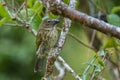 Streaked Saltator - Saltator striatipectus, shy beautiful perching bird