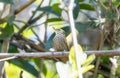 Streaked Senops (Xenops rutilans) in Brazil