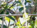 Streaked Senops (Xenops rutilans) in Brazil