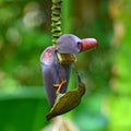 Streaked Spiderhunter bird