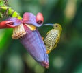 Streaked Spiderhunter bird