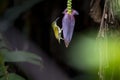 Streaked Spiderhunter