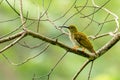 Streaked Spiderhunter perching on perch, looking into a distance isolated on blur green background