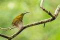 Streaked Spiderhunter perching on perch, stretching its wing isolated on blur green background