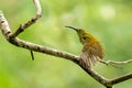 Streaked Spiderhunter perching on perch, stretching its wing isolated on blur green background