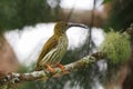 Streaked Spiderhunter