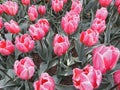 Streaked tulips with droplets in spring