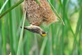 Streaked Weaver (bird) Royalty Free Stock Photo