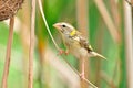 Streaked Weaver (bird)