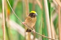 Streaked Weaver (bird)