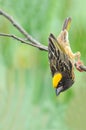 Streaked Weaver golden bird