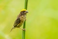 Streaked Weaver