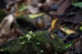 Streaked Wren Babbler