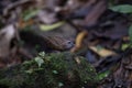 Streaked Wren Babbler