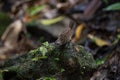 Streaked Wren Babbler