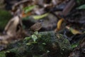 Streaked Wren Babbler