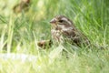 Female Purple finch is resting in grass in sunny day Royalty Free Stock Photo