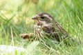 Female Purple finch is resting in grass in sunny day Royalty Free Stock Photo