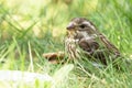 Female Purple finch is resting in grass in sunny day Royalty Free Stock Photo