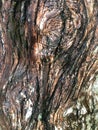 Australian gumtree bark Royalty Free Stock Photo