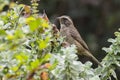 Streaky headed seed eater