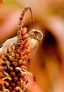 Streaky-headed seed-eater Royalty Free Stock Photo