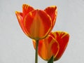 Streaky red yellow tulips.