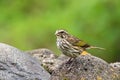 Streaky seedeater perching on stone at Ngorongoro Crater in Tanzania, East Africa Royalty Free Stock Photo