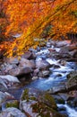 Stream acrossing golden fall forest Royalty Free Stock Photo