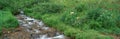 Stream and Alpine Flowers Royalty Free Stock Photo