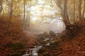 Stream in autumn beech forest Royalty Free Stock Photo