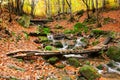Stream in autumn beech forest Royalty Free Stock Photo