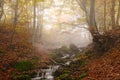 Stream in autumn beech forest Royalty Free Stock Photo