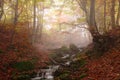 Stream in autumn beech forest Royalty Free Stock Photo