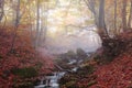Stream in autumn beech forest Royalty Free Stock Photo
