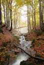 Stream in autumn beech forest Royalty Free Stock Photo