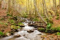 Stream in autumn beech forest Royalty Free Stock Photo