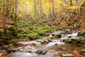Stream in autumn beech forest Royalty Free Stock Photo