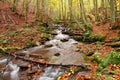 Stream in autumn beech forest Royalty Free Stock Photo